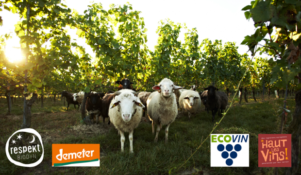 Sheep in a vineyard with the logos of the associations